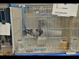 Concurso de Palomas 2012